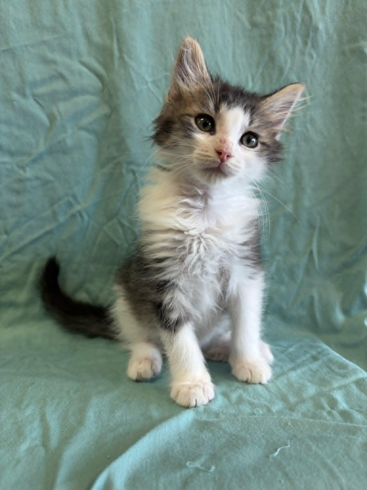 Willie, Adopted, Kitten Male Domestic Medium Hair.