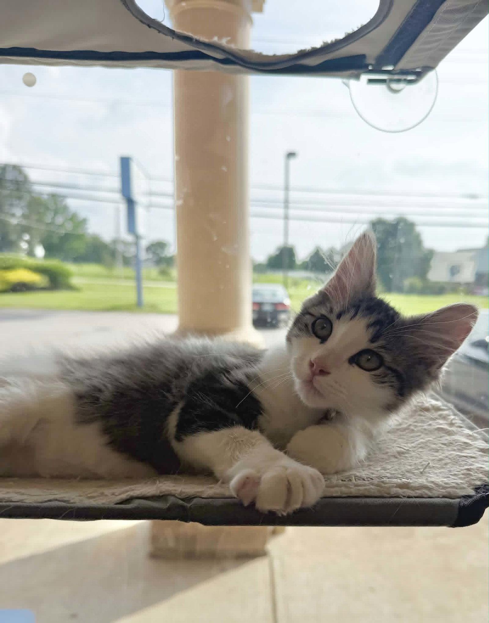 Enlarge Willie, a Adopted Domestic Medium Hair in Fort Thomas, KY image 2/3