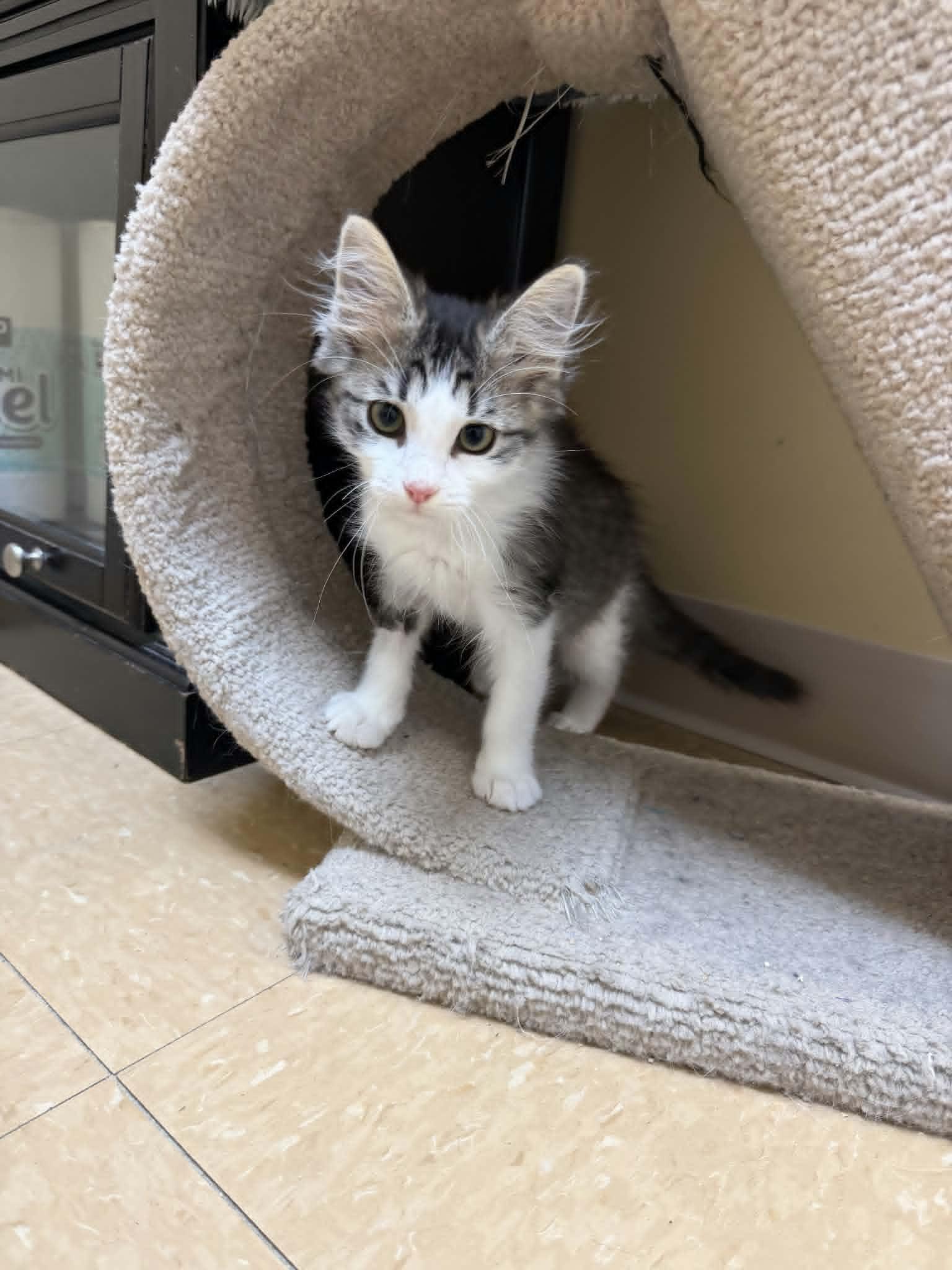 Enlarge Willie, a Adopted Domestic Medium Hair in Fort Thomas, KY image 3/3