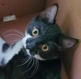 Holly - Adopted!, Adopted, Kitten Female Tuxedo.