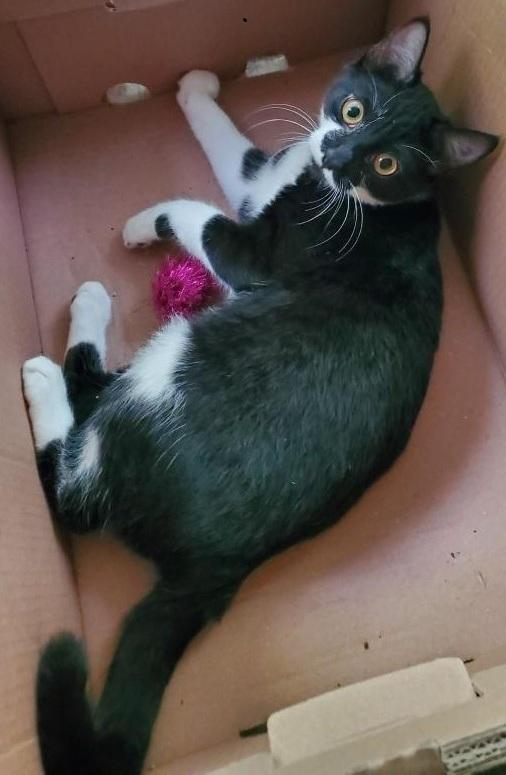 Enlarge Holly - Adopted!, a Adopted mixed breed in Raleigh, NC image 2/3