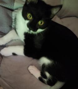 Enlarge Holly - Adopted!, a Adopted mixed breed in Raleigh, NC image 3/3