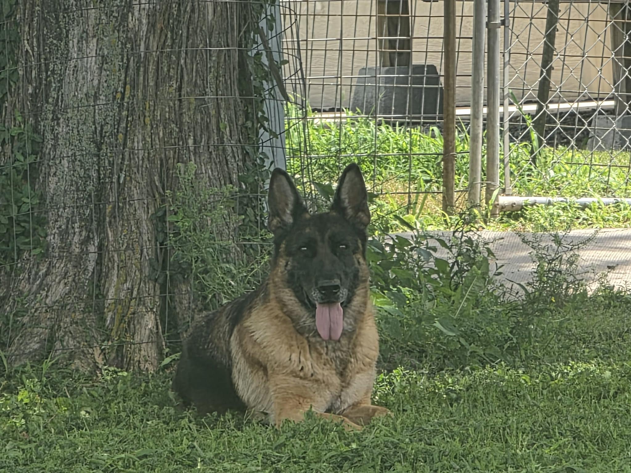 Enlarge Penny, a Adoptable German Shepherd Dog in Pomona, MO image 2/5