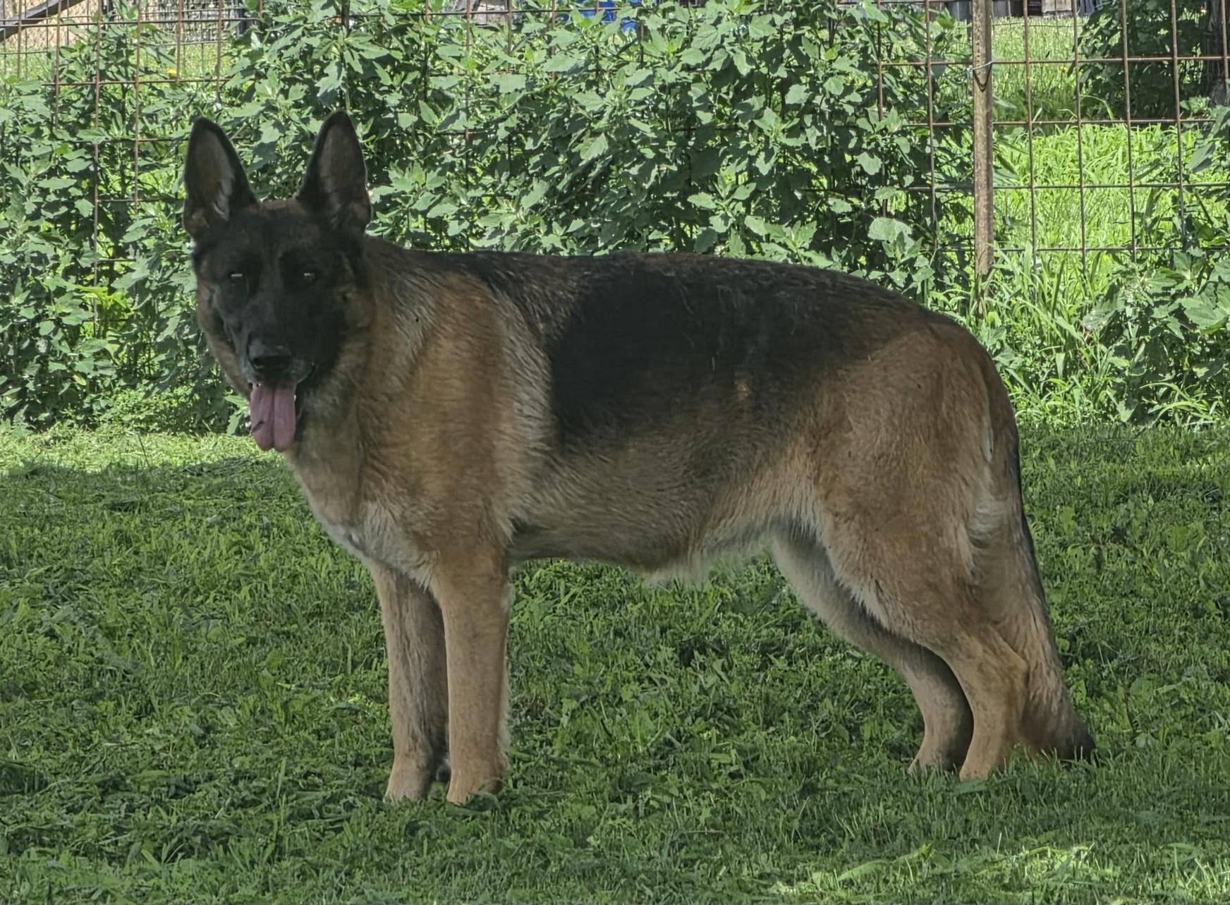 Enlarge Penny, a Adoptable German Shepherd Dog in Pomona, MO image 3/5