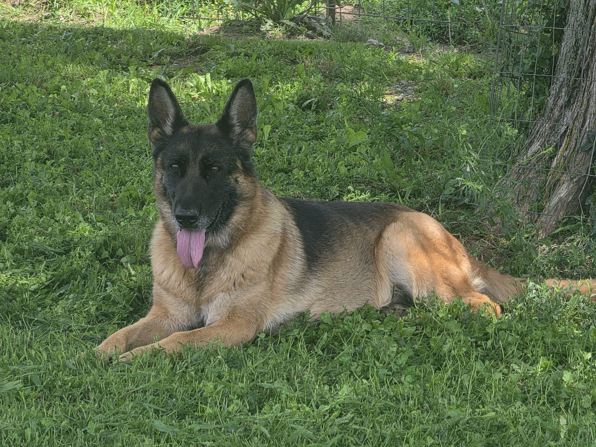 Enlarge Penny, a Adoptable German Shepherd Dog in Pomona, MO image 5/5