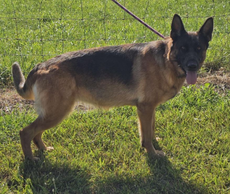 Penny, Adoptable, Adult Female German Shepherd Dog.