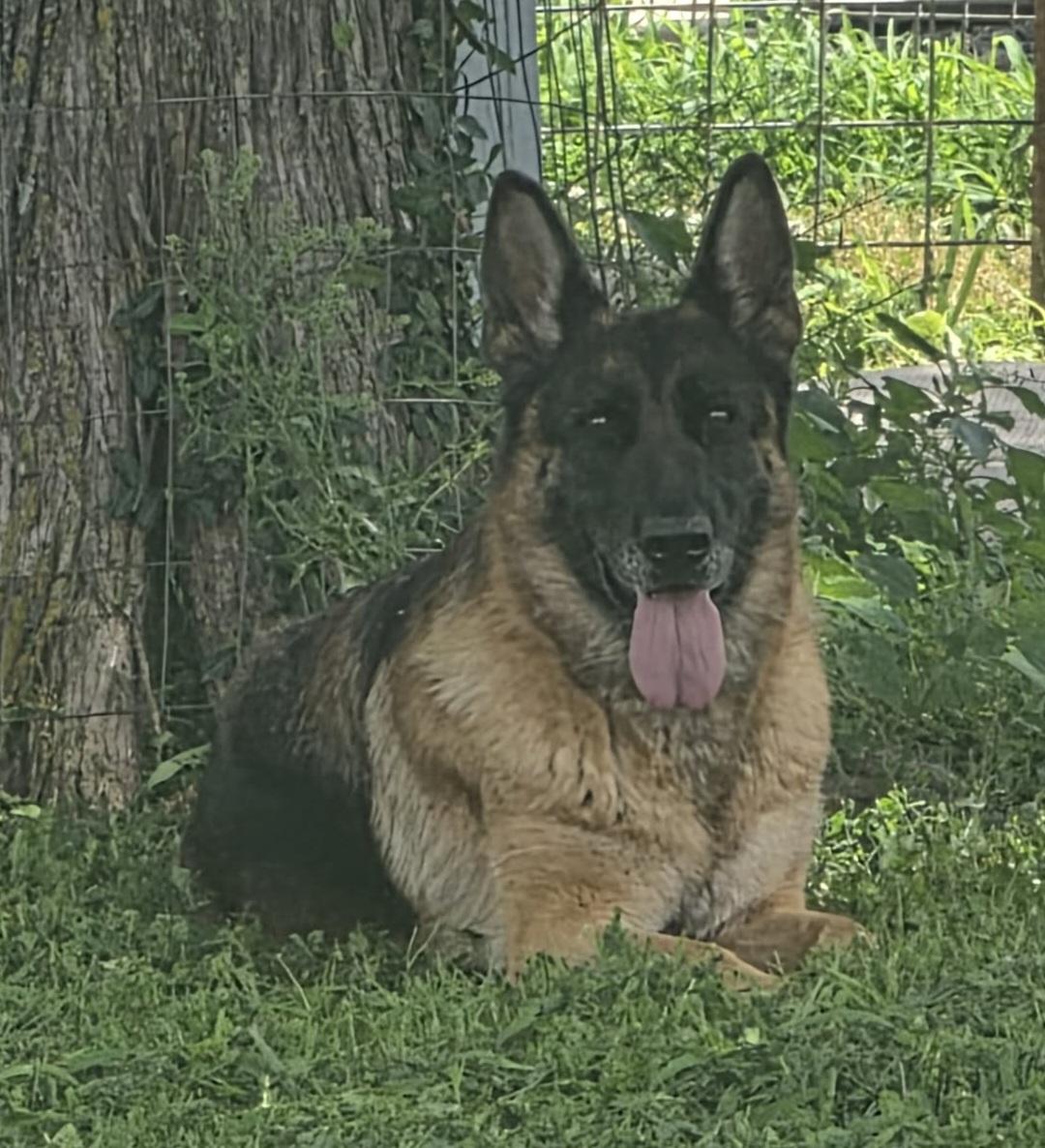 Enlarge Penny, a Adoptable German Shepherd Dog in Pomona, MO image 1/5