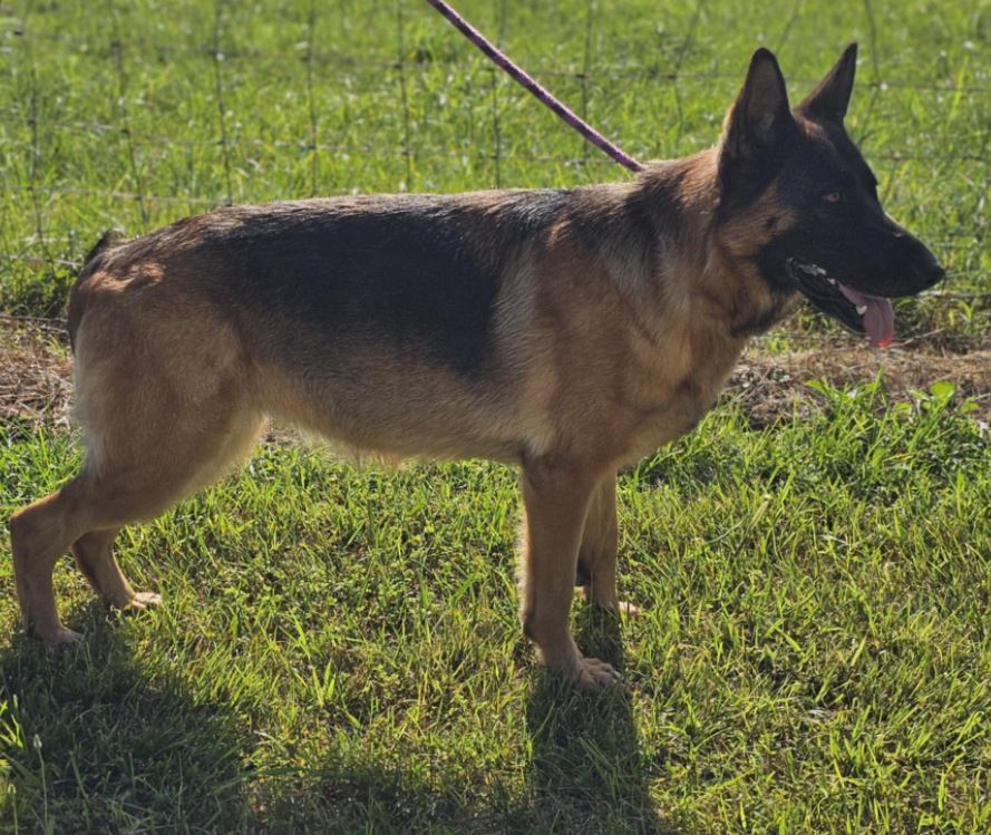 Enlarge Penny, a Adoptable German Shepherd Dog in Pomona, MO image 2/2