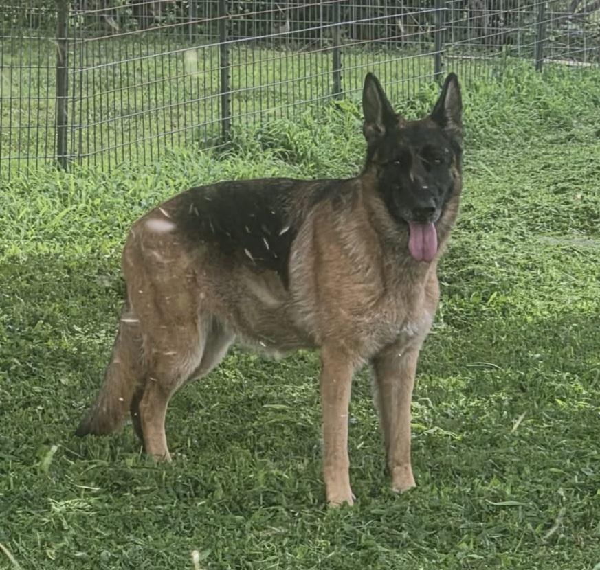 Enlarge Penny, a Adoptable German Shepherd Dog in Pomona, MO image 4/5