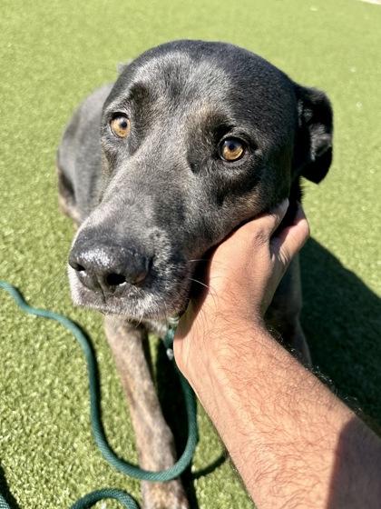 Mr. Shadow, Adoptable, Adult Male Shepherd & Mixed Breed.