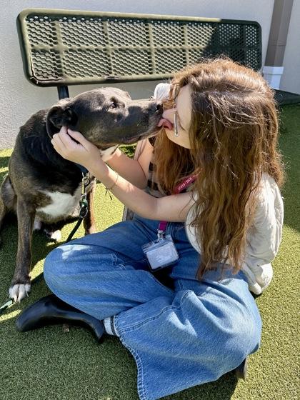 Enlarge Mr. Shadow, a Adoptable mixed breed in Wichita, KS image 2/3