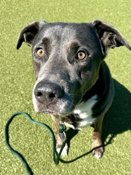 Enlarge Mr. Shadow, a Adoptable mixed breed in Wichita, KS image 3/3
