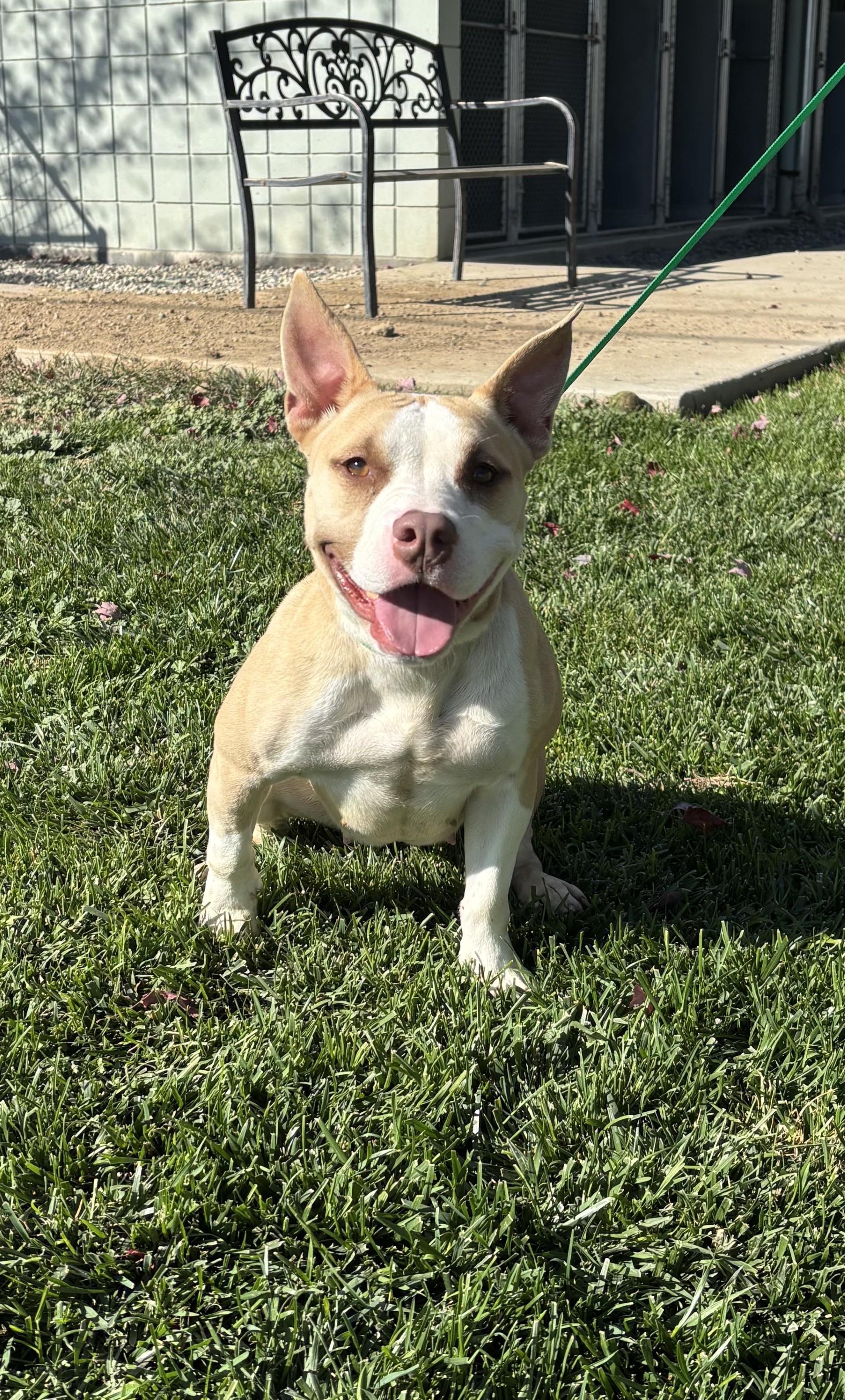 Enlarge Scarlett, a Adopted mixed breed in Quincy, WA image 1/1