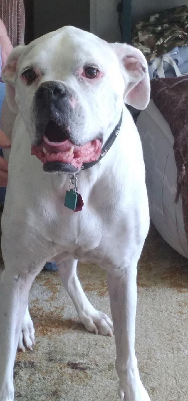 Tito, Adopted, Senior Male Boxer.