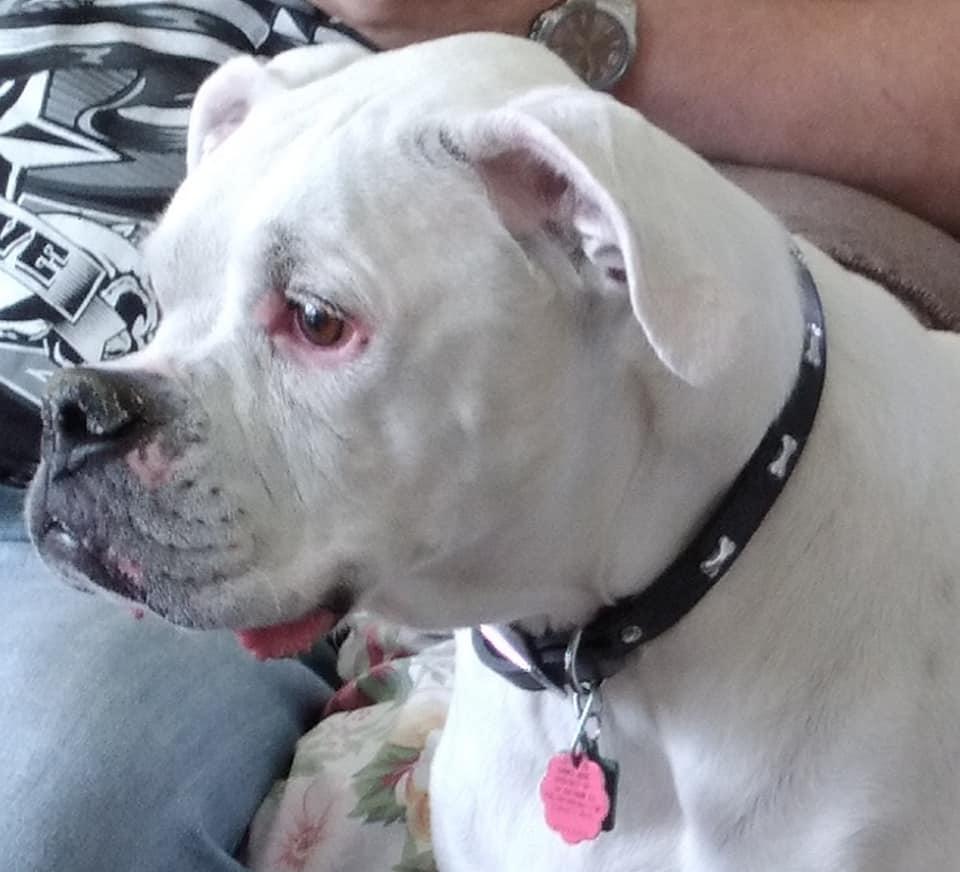 Tito, a Adopted Boxer in Owatonna, MN image 2/2