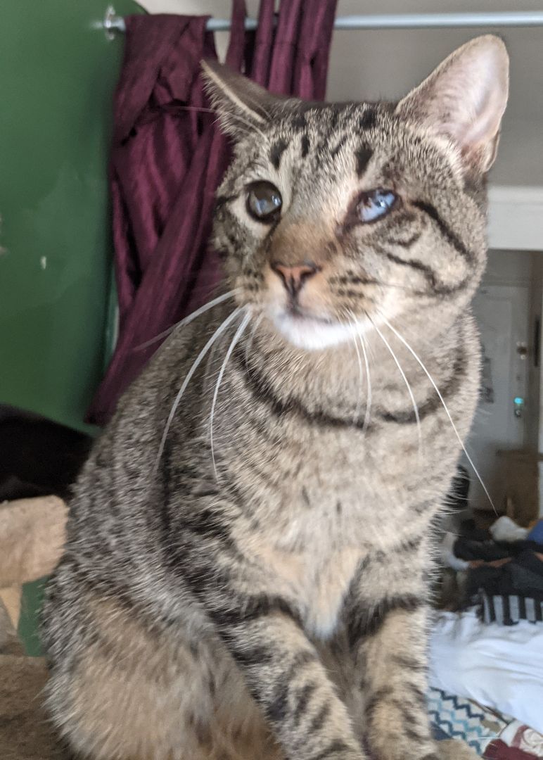 Enlarge Bubby, a Adoptable Tabby in New York, NY image 1/15