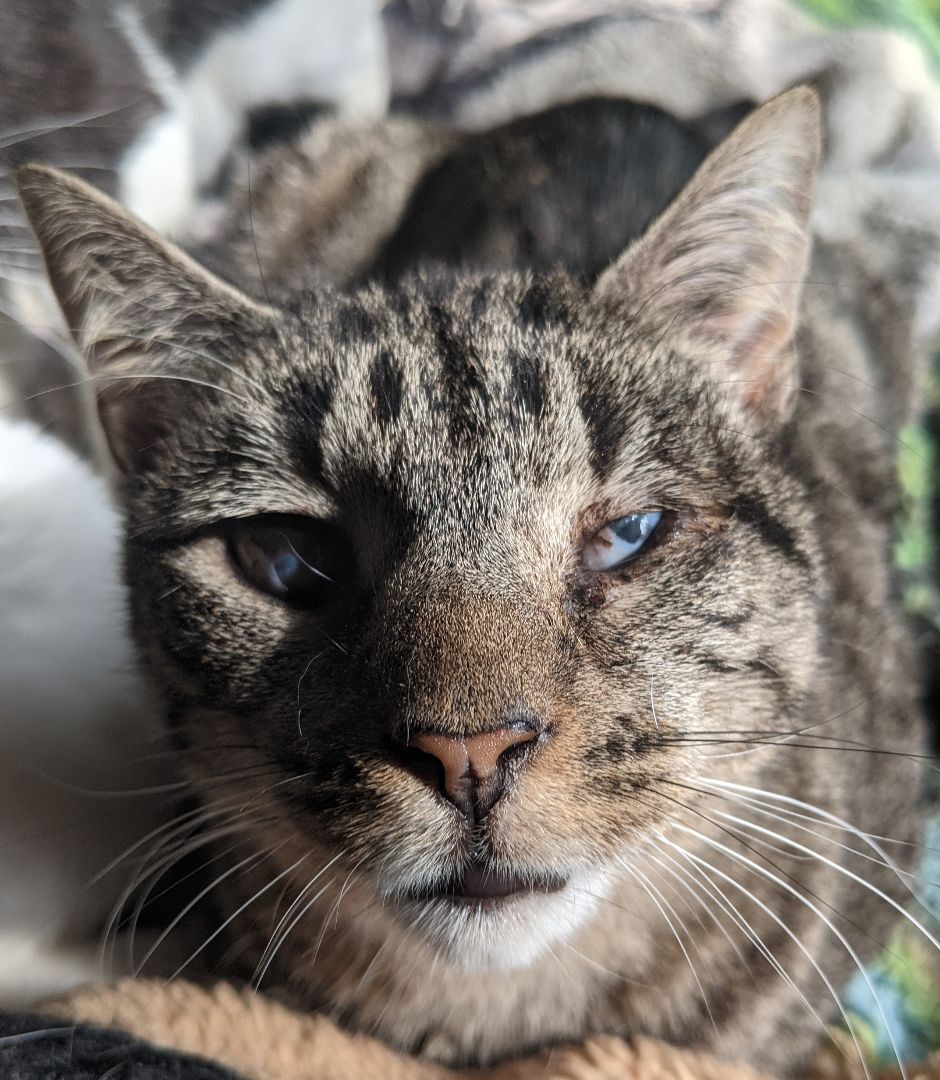 Enlarge Bubby, a Adoptable Tabby in New York, NY image 2/15