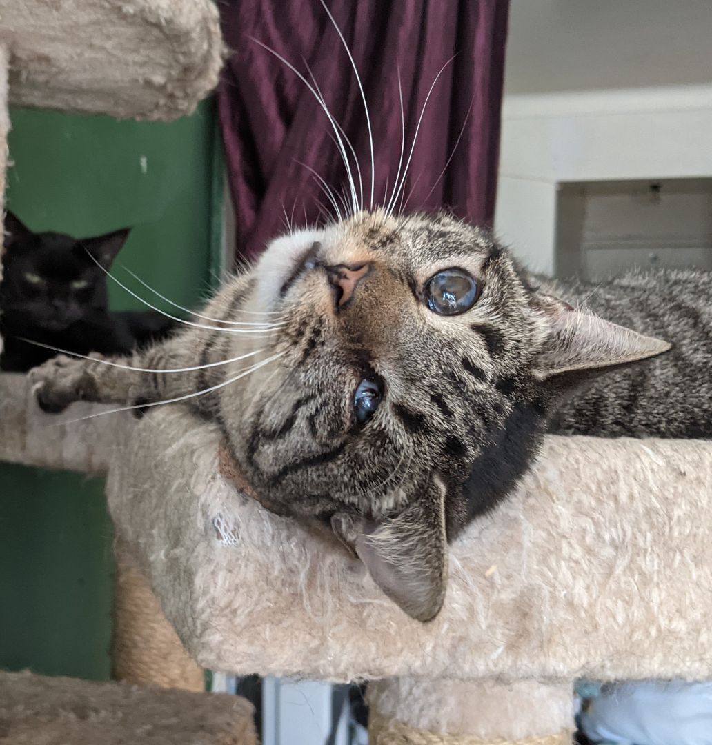 Enlarge Bubby, a Adoptable Tabby in New York, NY image 3/15