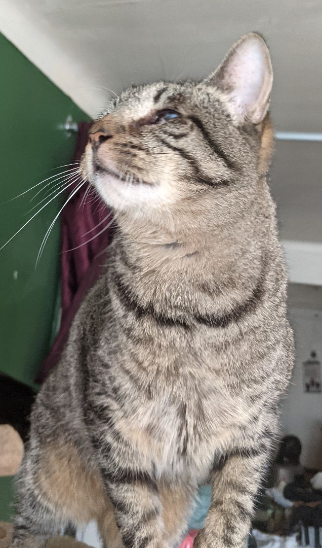 Enlarge Bubby, a Adoptable Tabby in New York, NY image 4/15