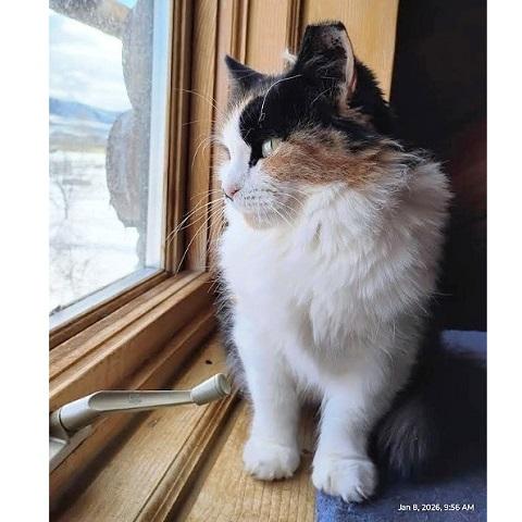 Cholula, a ADOPTABLE Calico in Salt Lake City, UT image 2/3