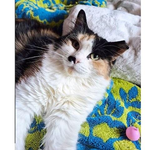 Cholula, ADOPTABLE, Adult Female Calico.