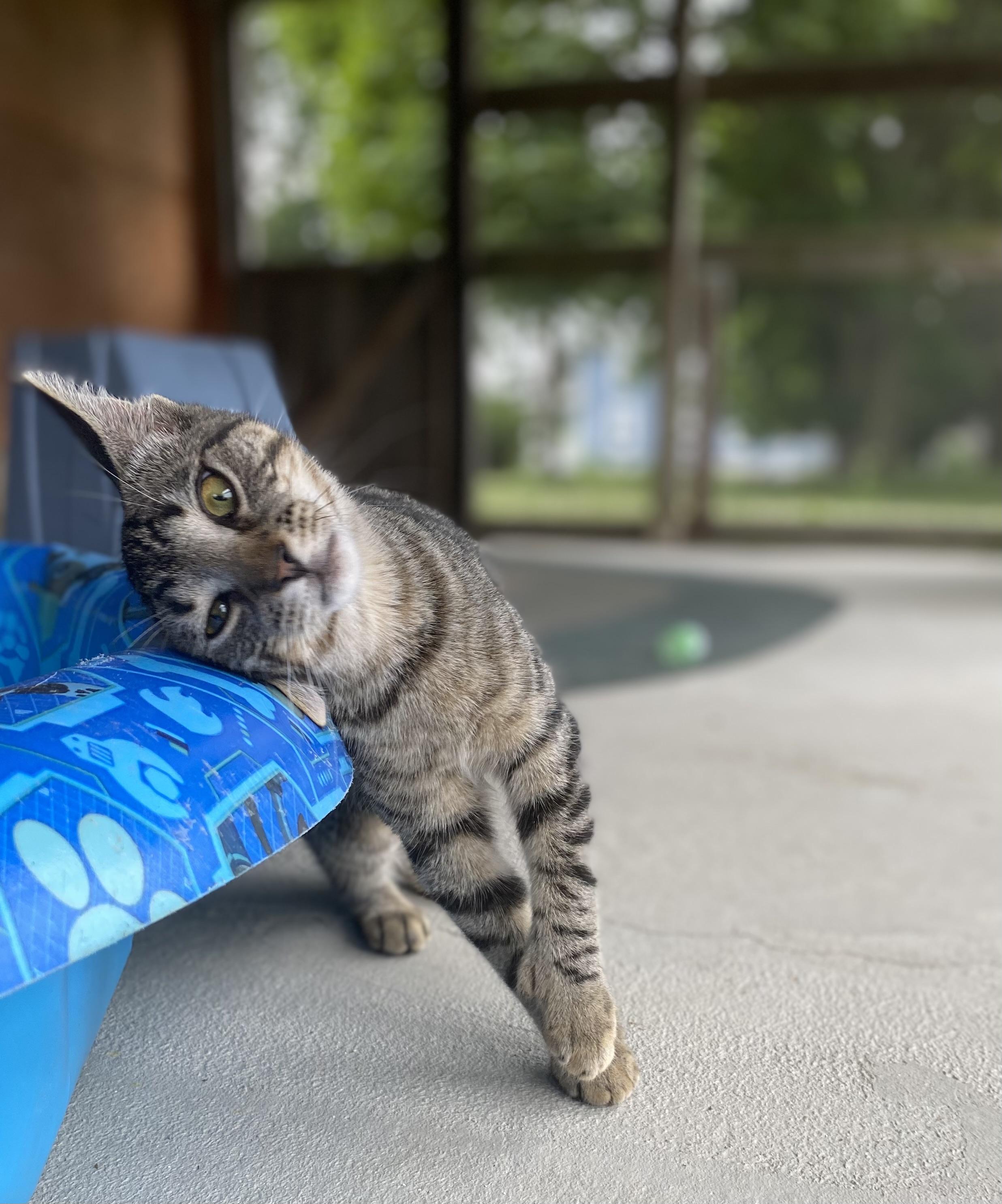 Margarita, a Adoptable Domestic Short Hair in Dansville, NY image 1/4