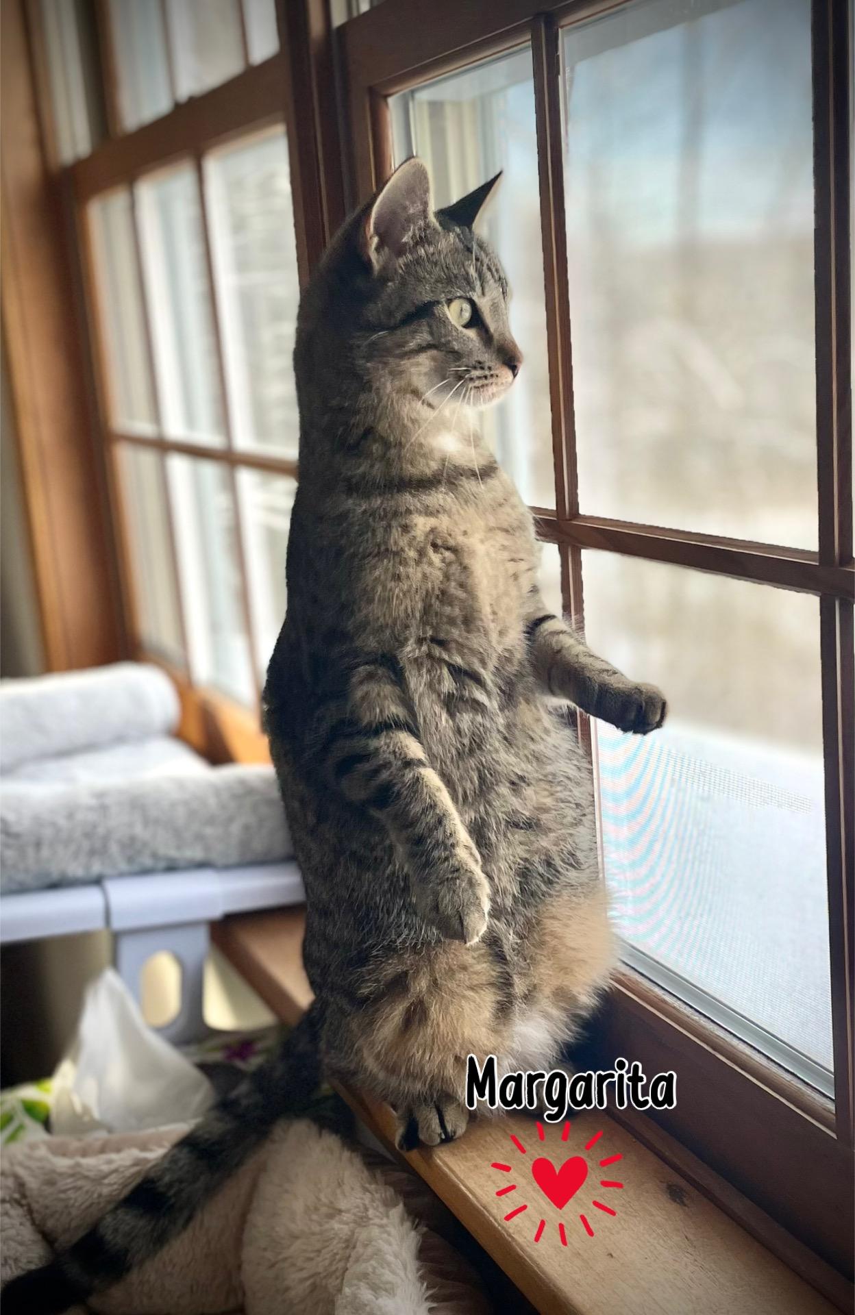 Enlarge Margarita, a Adoptable Domestic Short Hair in Dansville, NY image 2/5