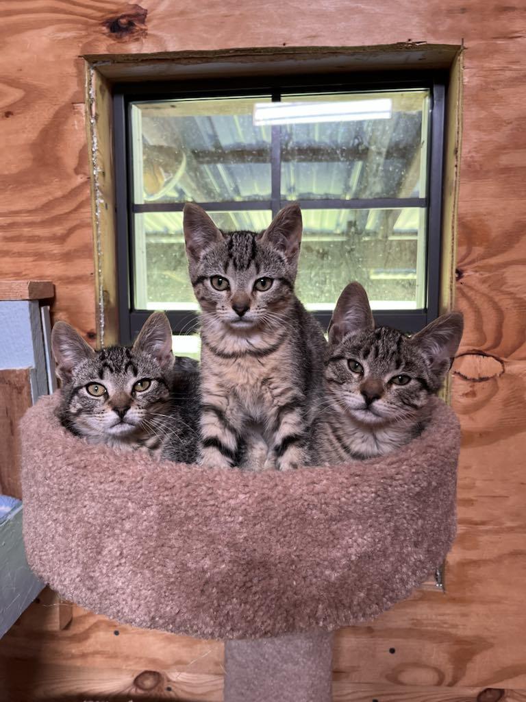Margarita, Baby Female Domestic Short Hair
