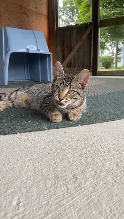 Enlarge Margarita, a Adoptable Domestic Short Hair in Dansville, NY video 3/4