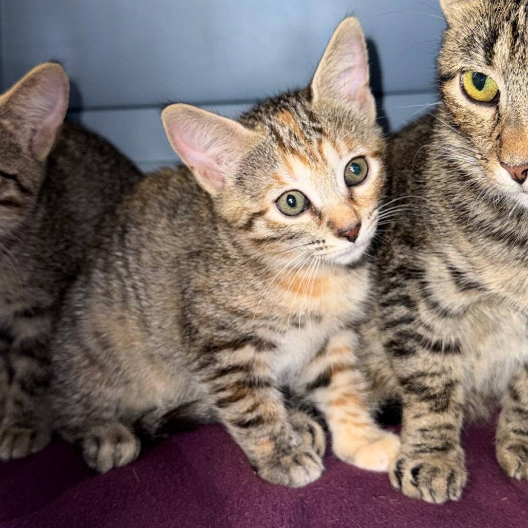 Confetti, Adoptable, Kitten Female Domestic Short Hair.