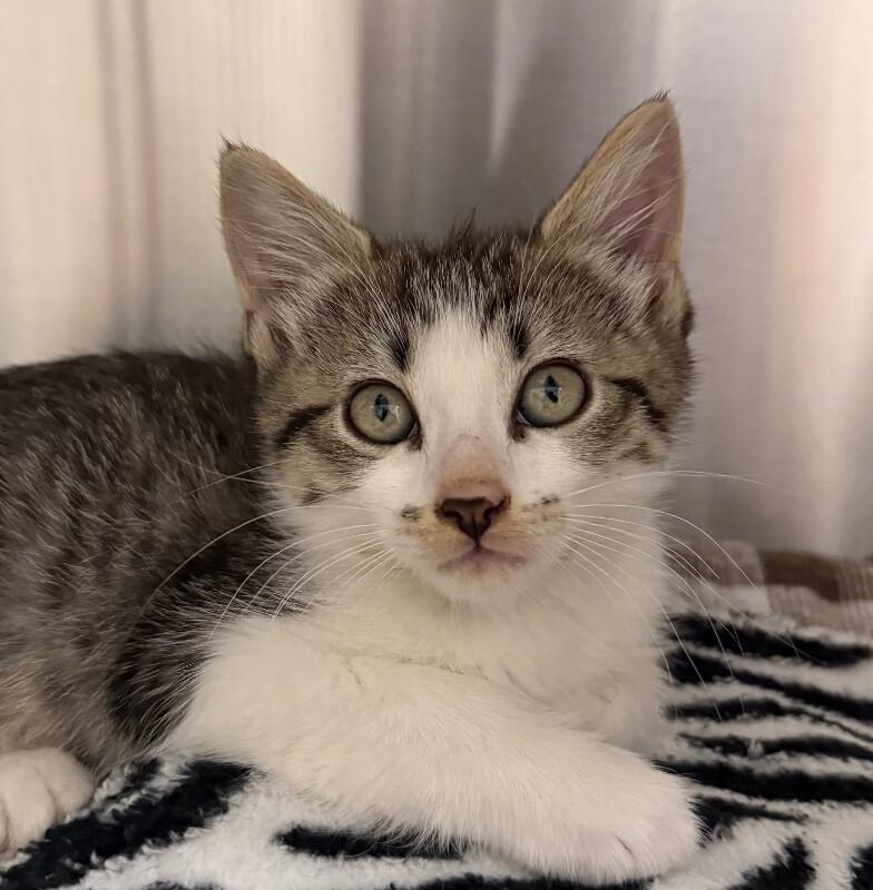 Enlarge Gracie, a Adoptable Domestic Short Hair in Yankton, SD image 1/2