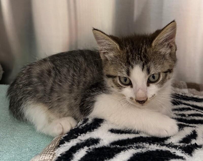 Enlarge Gracie, a Adoptable Domestic Short Hair in Yankton, SD image 2/2