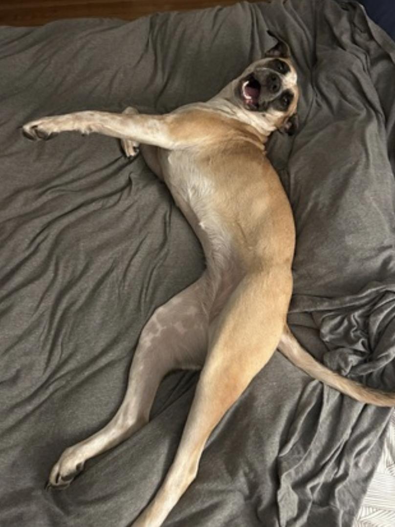 Goose — thumbnail 4