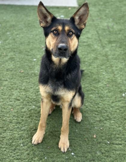 Enlarge Humphrey, a ADOPTABLE mixed breed in Red Bluff, CA image 3/4