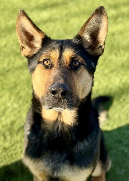 Humphrey, ADOPTABLE, Adult Male Shepherd.