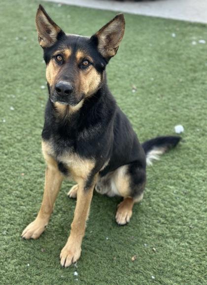 Enlarge Humphrey, a ADOPTABLE mixed breed in Red Bluff, CA image 2/4