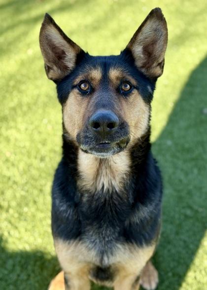 Enlarge Humphrey, a ADOPTABLE mixed breed in Red Bluff, CA image 4/4