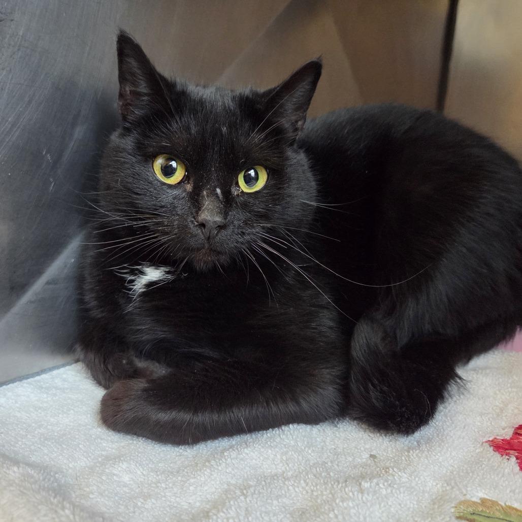 Pipsqueak, Adoptable, Young Female Domestic Short Hair.