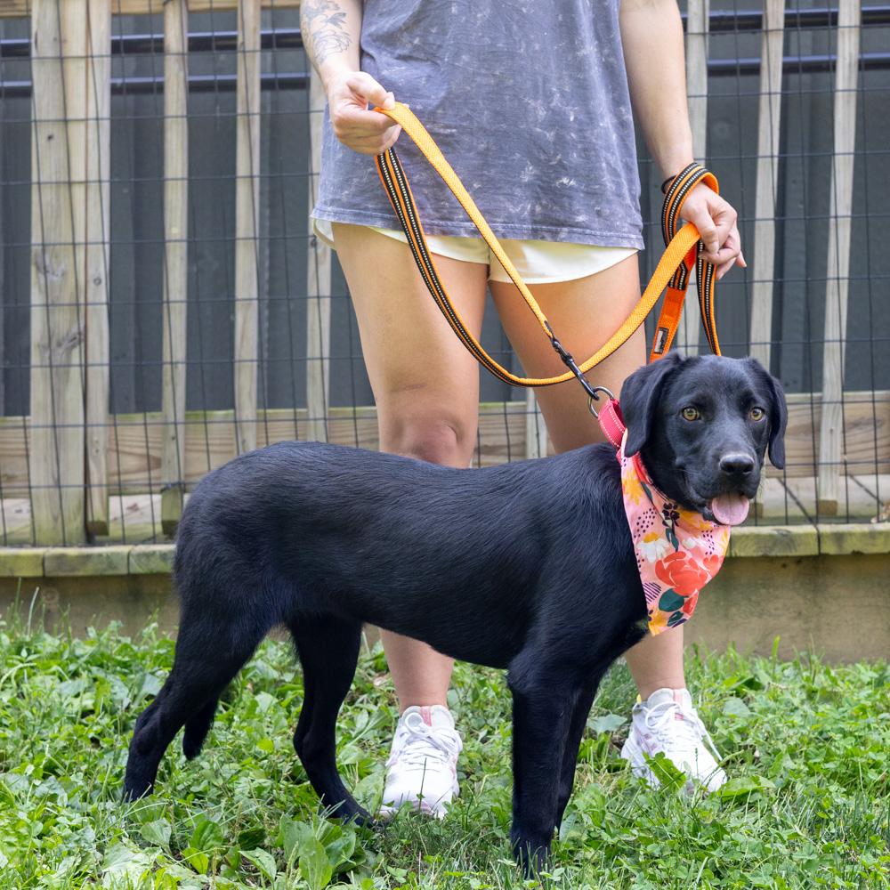 Lilo (Female)