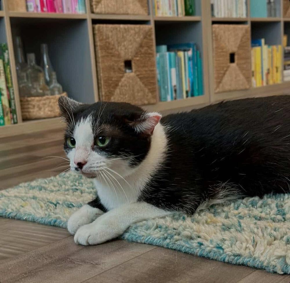 Josie, Adoptable, Young Female Domestic Short Hair.