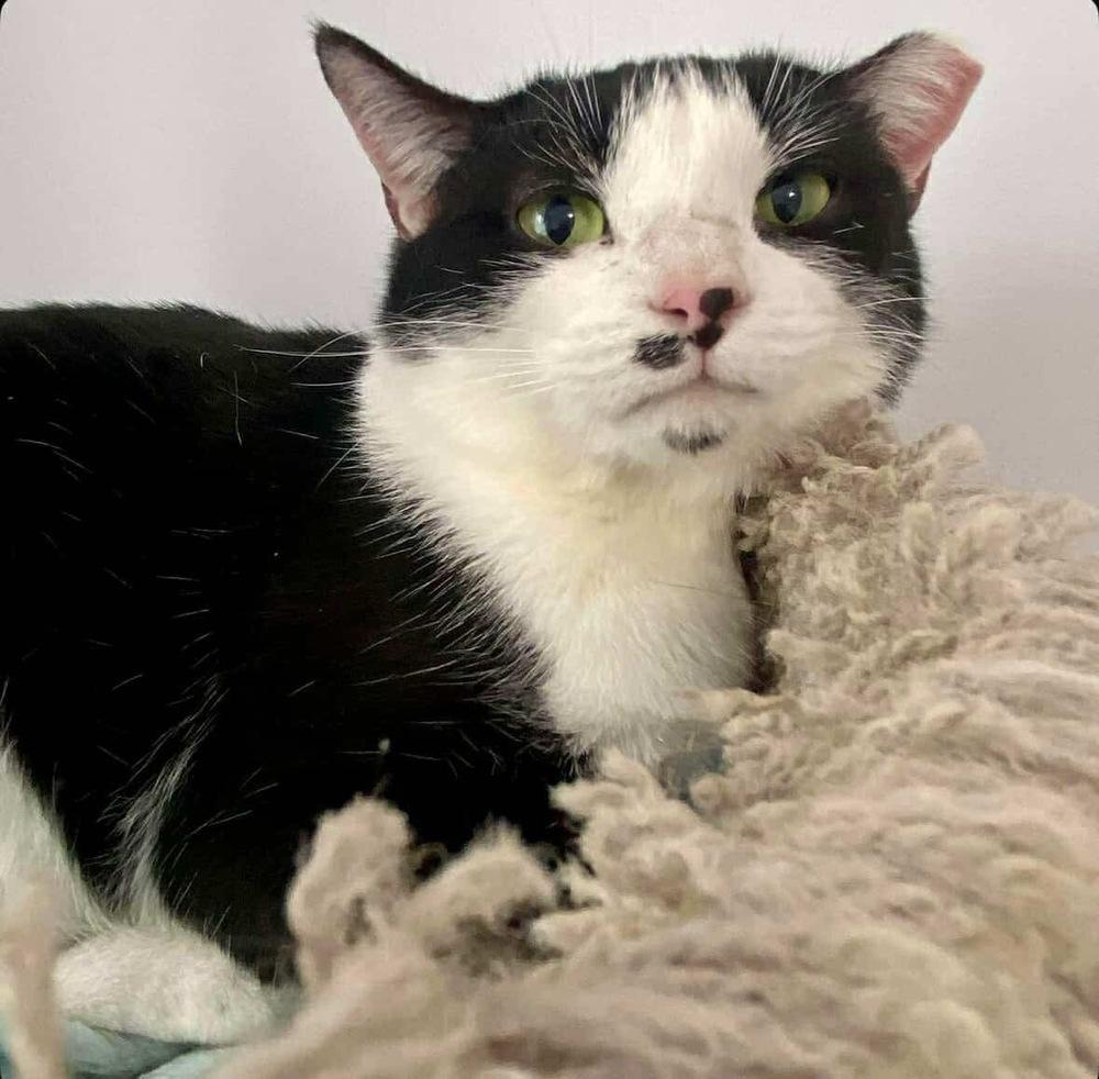 Enlarge Josie, a Adoptable Domestic Short Hair in Raleigh, NC image 2/6