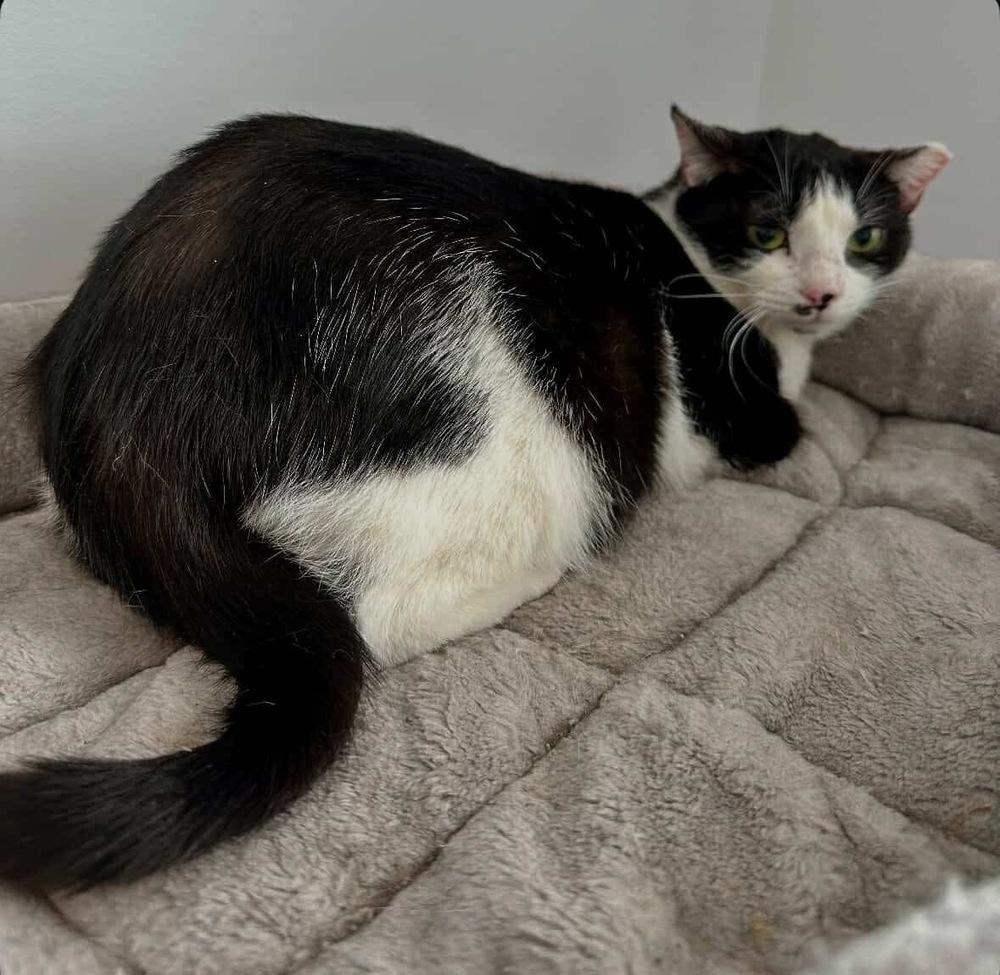 Enlarge Josie, a Adoptable Domestic Short Hair in Raleigh, NC image 3/6