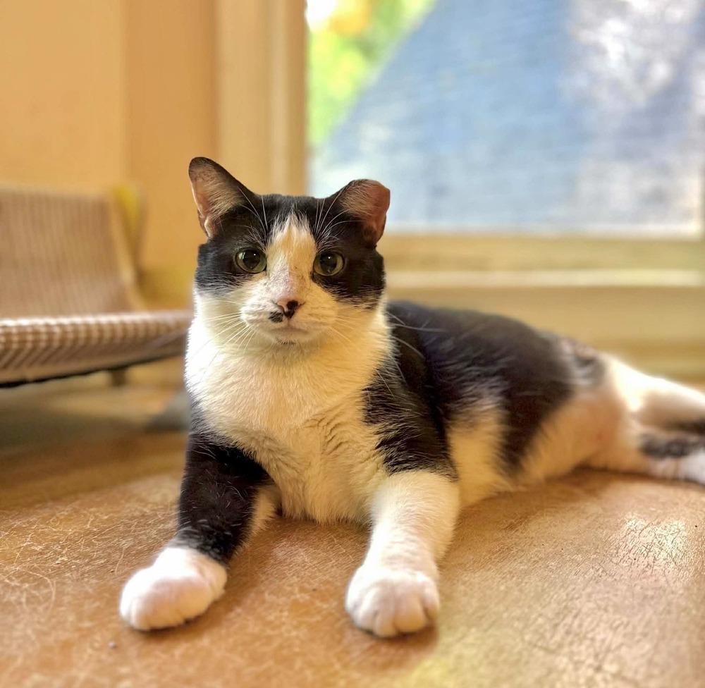 Enlarge Josie, a Adoptable Domestic Short Hair in Raleigh, NC image 4/6