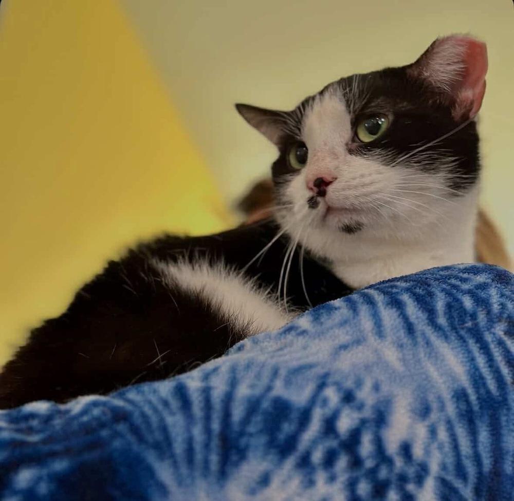 Enlarge Josie, a Adoptable Domestic Short Hair in Raleigh, NC image 4/6