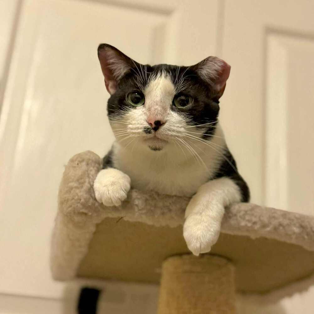 Enlarge Josie, a Adoptable Domestic Short Hair in Raleigh, NC image 5/6