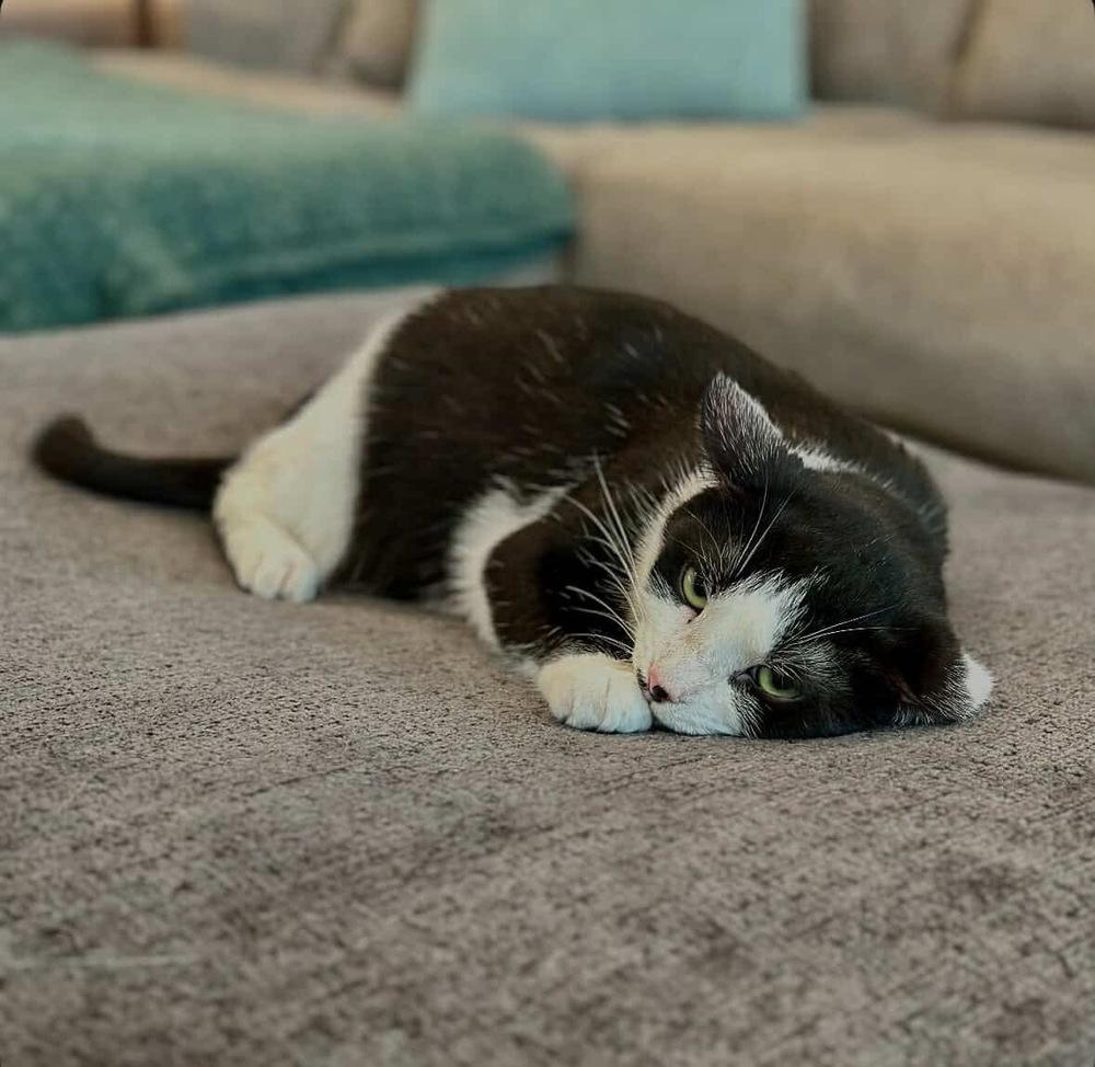 Enlarge Josie, a Adoptable Domestic Short Hair in Raleigh, NC image 6/6