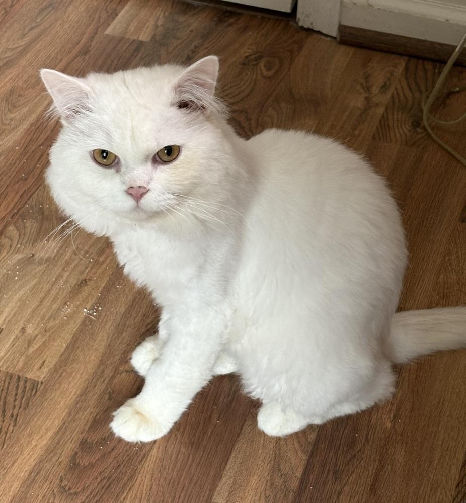 Sushi, Adoptable, Young Male Persian.