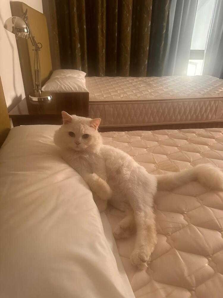 Sushi, a Adoptable Persian in Vienna , VA image 2/3