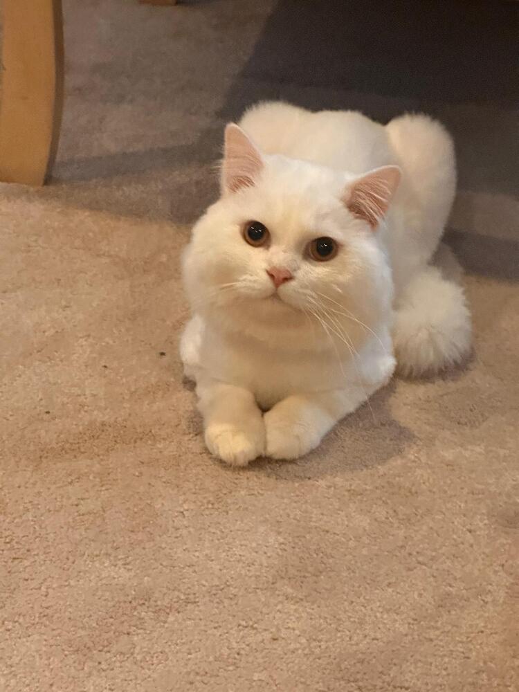 Sushi, a Adoptable Persian in Vienna , VA image 3/3