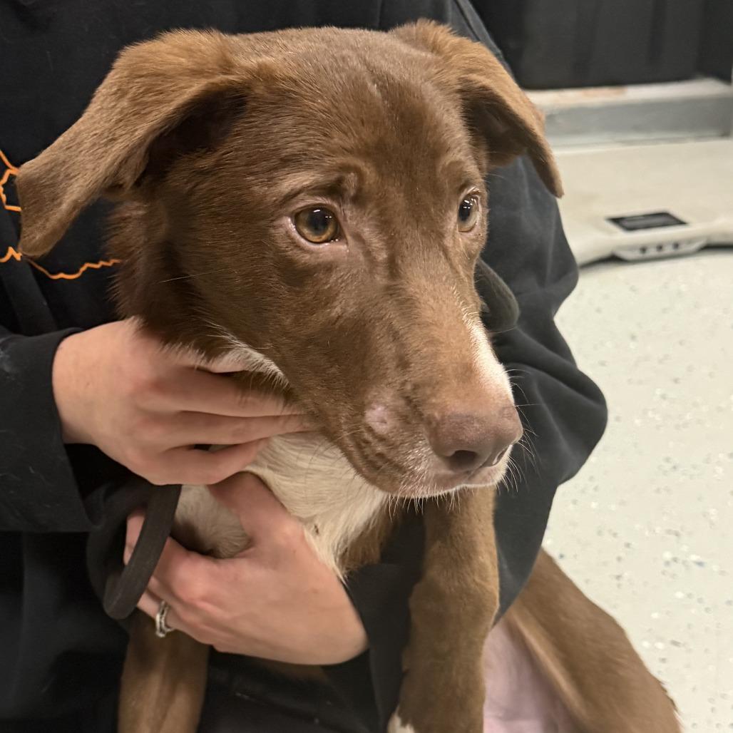 Bowser aka 091426-3D, Adoptable, Young Male Retriever & Mixed Breed.